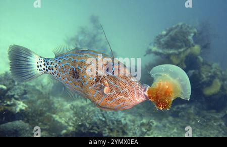 Filefish, Deep Sea Exploration 2025. I pesci figlioli sono una famiglia diversificata di pesci marini tetraodontiformi da tropicali a subtropicali, noti anche come Foto Stock