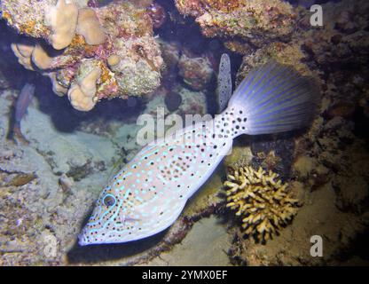 Filefish, Deep Sea Exploration 2025. I pesci figlioli sono una famiglia diversificata di pesci marini tetraodontiformi da tropicali a subtropicali, noti anche come Foto Stock