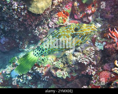 Filefish, Deep Sea Exploration 2025. I pesci figlioli sono una famiglia diversificata di pesci marini tetraodontiformi da tropicali a subtropicali, noti anche come Foto Stock