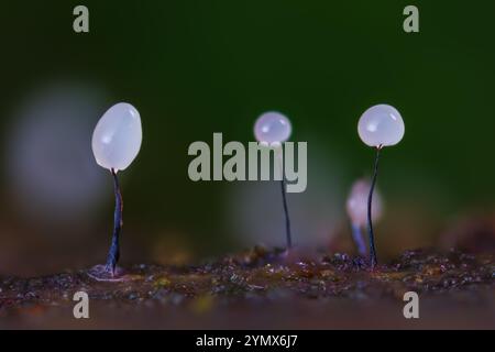 Comatricha è una specie di muffa di melma. Si trova in ambienti umidi, dove si nutre di batteri, funghi e altri. Soggetti di ricerca nel campo Foto Stock