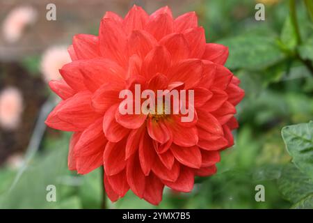 Fiori autunnali rosso arancio vivo di ninfee dahlia taratahi ruby in UK Garden ottobre Foto Stock