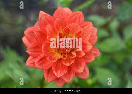 Fiori autunnali rosso arancio vivo di ninfee dahlia taratahi ruby in UK Garden ottobre Foto Stock