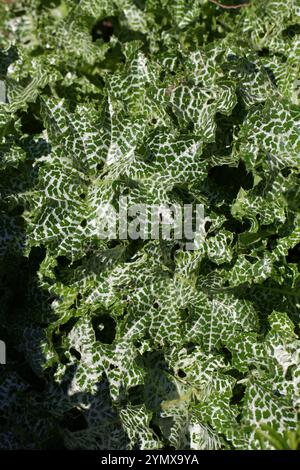 Marian Thistle, Mary Thistle, Saint Mary's Thistle, Mediterranean Milk Thistle, Variegated Thistle o Scotch Thistle, Silybum marianum, Asteraceae. Foto Stock