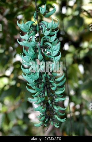 The Jade Vine, Strongylodon macrobotrys, Fabaceae. Filippine, Sud-est asiatico. Il Jade Vine, Strongylodon macrobotrys, è un vitigno tropicale che cresce Foto Stock