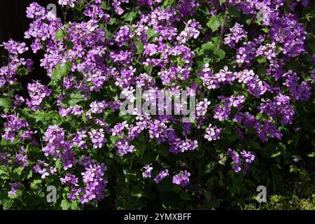 Honesty o Annual Honesty, Lunaria annua, Brassicaceae. REGNO UNITO. Foto Stock