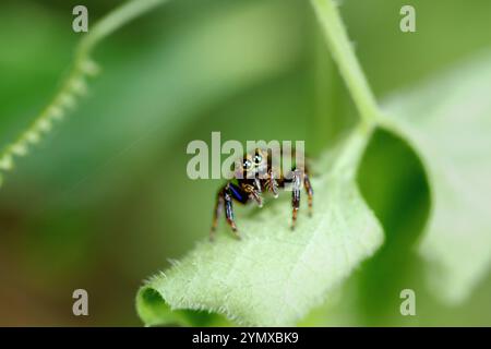 Primo piano dettagliato di un ragno Ptocasius strupifer maschio che salta con segni distintivi su una foglia verde. I pedipalp del ragno sono ingrossati, indic Foto Stock