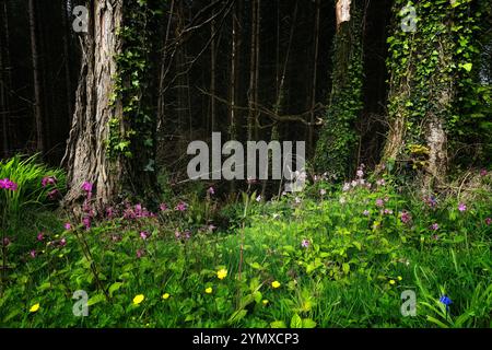 Una tranquilla foresta mostra fiori vibranti che fioriscono al piano terra, circondati da alti alberi ricoperti di edera. La luce solare filtra attraverso il fogliame, c Foto Stock