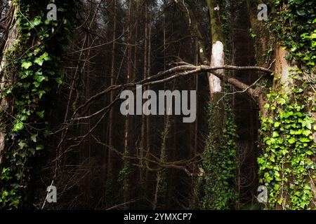 Una scena boschiva mette in mostra alberi alti e sottili. L'edera si vede salire sui tronchi di alcuni alberi. Foto Stock