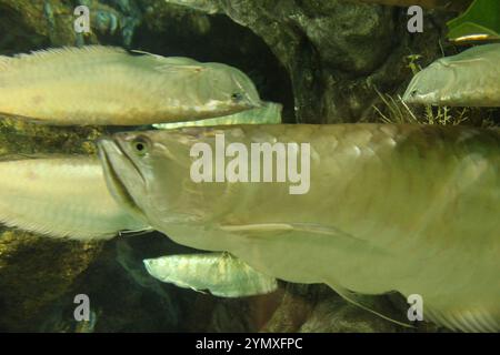 Osteoglossum bicirhosum Vista ravvicinata laterale della testa del pesce. Pesci nell'acquario. Foto Stock