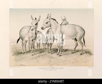 Asino selvatico africano (Equus africanus), deserto di Naga, Etiopia. Litografia d'arte d'epoca di Pierre Trémaux viaggiano in Nord Africa. anni '1850 Foto Stock