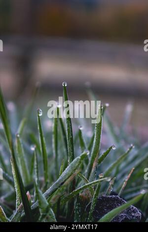 Primo piano su erba congelata. Girello ghiacciato sull'erba verde. Sfondo naturale invernale. Rugiada congelata sul campo. Concetto di gelo. Hoar su un terreno erboso. Foto Stock