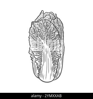 Cavolo cinese in stile incisione Illustrazione Vettoriale