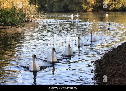 Hollow Pond, noto anche come Leyton Flats, frammento di Epping Forest nel nord di Leytonstone, ne Londra, Regno Unito Foto Stock