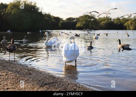 Hollow Pond, noto anche come Leyton Flats, frammento di Epping Forest nel nord di Leytonstone, ne Londra, Regno Unito Foto Stock