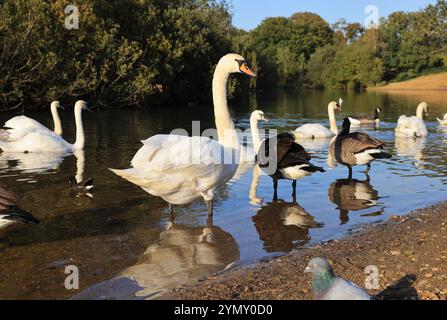 Hollow Pond, noto anche come Leyton Flats, frammento di Epping Forest nel nord di Leytonstone, ne Londra, Regno Unito Foto Stock