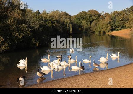 Hollow Pond, noto anche come Leyton Flats, frammento di Epping Forest nel nord di Leytonstone, ne Londra, Regno Unito Foto Stock