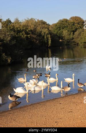 Hollow Pond, noto anche come Leyton Flats, frammento di Epping Forest nel nord di Leytonstone, ne Londra, Regno Unito Foto Stock