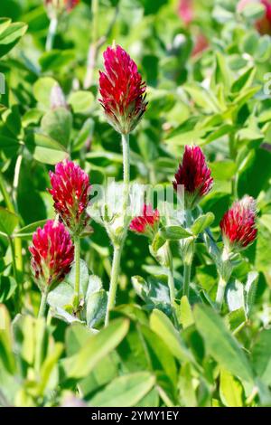 Crimson Clover (trifolium incarnatum), primo piano dei fiori rossi brillanti della pianta comunemente piantata nei campi e ai margini del campo come letame verde. Foto Stock