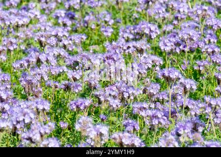 Phacelia (phacelia tanacetifolia), primo piano che mostra una massa di fiori dal blu al viola, essendo coltivato in un campo come letame verde. Foto Stock