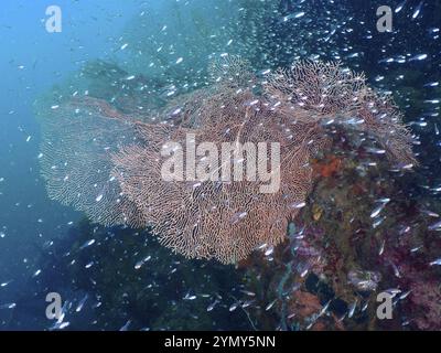 Branchi di pesci che nuotano intorno a grandi coralli giganti (Annella mollis) in acque blu, sito di immersione Sweet Reef, Penyapangan, Bali, Indonesia, Asia Foto Stock