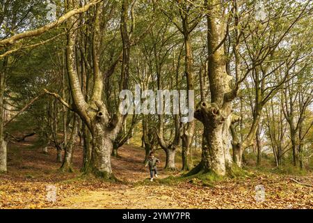 Bambini che si divertono nella foresta di faggi sul monte Urdaburu a Errenteria al tramonto, Gipuzkoa. Paesi Baschi Foto Stock