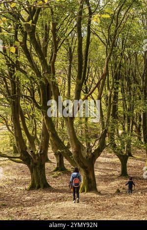 Madre e figlio nella foresta di faggi sul monte Urdaburu a Errenteria al tramonto, Gipuzkoa. Paesi Baschi Foto Stock