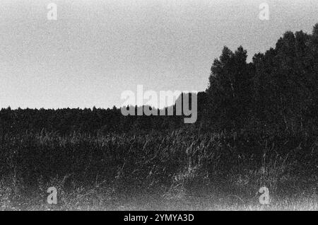 Un'impressionante fotografia in bianco e nero che cattura un campo tranquillo con alberi sullo sfondo, sotto un cielo nuvoloso, creando uno splendido paesaggio naturale Foto Stock