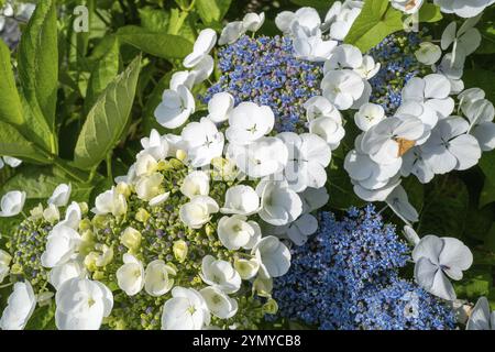 Hydrangea macrophylla in fiore blu bianco Foto Stock