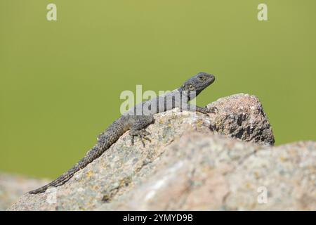 Hardun, (Laudakia stellio) Hardim, lucertola, rettile Lesbos Island, Lesbo, Grecia, Europa Foto Stock