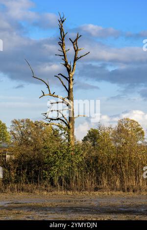 Passeggiata autunnale nella brughiera dell'alta Lusazia e nel paesaggio dello stagno 2 Foto Stock