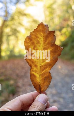 Una persona tiene in mano una foglia e la foglia è gialla e marrone. Concetto di autunno e bellezza della natura Foto Stock