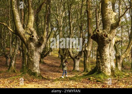 Un ragazzo sta camminando attraverso una foresta con alberi che hanno dei buchi dentro di loro. La scena è tranquilla e serena, mentre il ragazzo è circondato dalla natura e dal verde Foto Stock