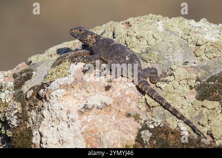 Hardun, (Laudakia stellio) Hardim, lucertola, rettile Lesbos Island, Lesbo, Grecia, Europa Foto Stock