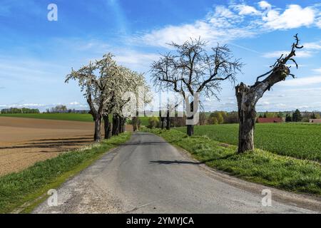 Impressioni dal Lommatzscher Pflege, vecchi alberi da frutto 1 Foto Stock