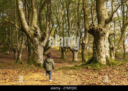 Bambini che corrono e si divertono nella foresta di faggi sul monte Urdaburu a Errenteria al tramonto, Gipuzkoa. Paesi Baschi Foto Stock