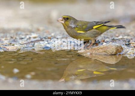 Greenfinch (Chloris chloris) famiglia di passeri, maschio Lesbo, Grecia, Europa Foto Stock