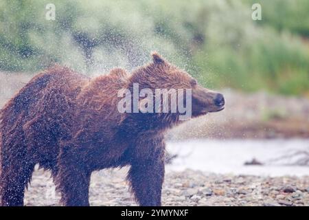 Alaska Brown Bear Shaking Off Water Foto Stock