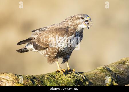 Buzzardo comune (Buteo buteo) Germania Foto Stock