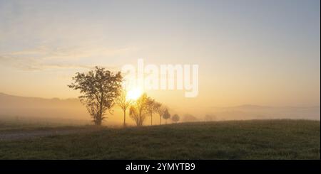 Alba con nebbia nella Svizzera sassone Foto Stock