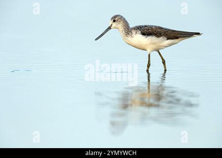 Greenshank, (Tringa nebularia) uccello da guado, calpesti, foraggio in distese fangose, famiglia di cecchini Muscat, al Qurm, Muá¸©AfazÌ§at MasqaT, Oman, Asia Foto Stock