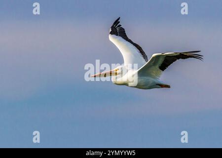 Americano bianco Pelican in volo a Port Aransas Bay. Foto Stock