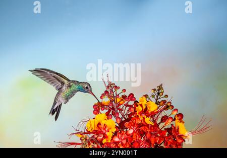 Hummingbird, Cynanthus latirostris, che si nuota al messicano Bird of Paradise flowers, Caesalpinia mexicana. Foto Stock