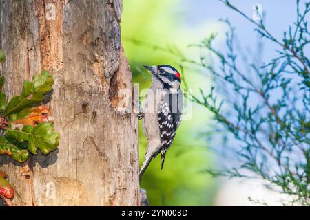 Picchio roverella, Picoides pubescens, nella Carolina del Nord e in novembre. Il picchio Downey è il più piccolo picchio in Nord America. Foto Stock