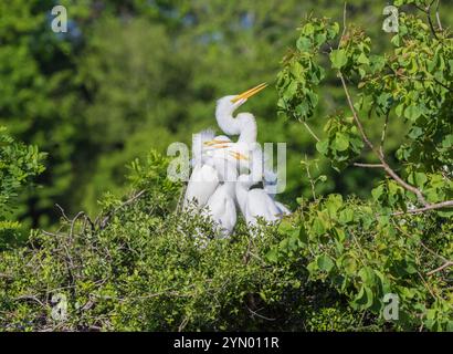 Airone bianco maggiore con pulcini a The Rookery a Smith Querce in Alto Isola, Texas, durante la stagione riproduttiva. Foto Stock