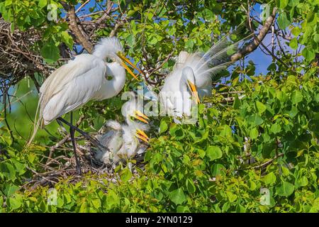 Airone bianco maggiore con pulcini a The Rookery a Smith Querce in Alto Isola, Texas, durante la stagione riproduttiva. Foto Stock