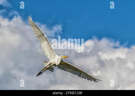 Airone bianco maggiore in volo a The Rookery a Smith Querce in Alto Isola, Texas, durante la stagione riproduttiva. Foto Stock