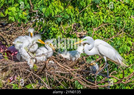 Airone bianco maggiore con pulcini a The Rookery a Smith Querce in Alto Isola, Texas, durante la stagione riproduttiva. Foto Stock