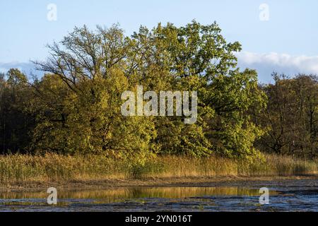 Passeggiata autunnale nella brughiera dell'alta Lusazia e nel paesaggio dello stagno 1 Foto Stock