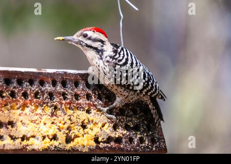 Sapsucker, Sphyrapicus nuchalis, in una riserva nel Davis Mountains State Park nel sud-ovest del Texas. Queste picchettatrici, perforano la linfa. Foto Stock