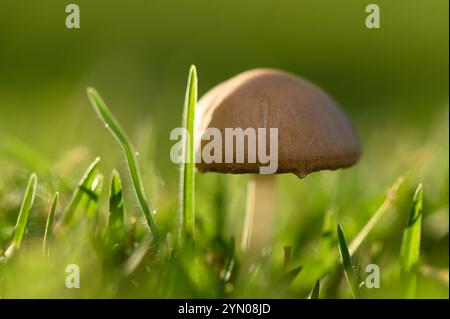 Un fungo solitario sorge alto tra lussureggianti prati verdi, illuminati dalla luce soffusa del mattino, creando un'atmosfera tranquilla. Foto Stock